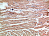 Immunohistochemical analysis of paraffin-embedded human-heart, antibody was diluted at 1:200