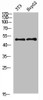 Western Blot analysis of 3T3 HEPG2 cells using Factor IX Polyclonal Antibody diluted at 1:800. Secondary antibody was diluted at 1:20000