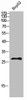 Western Blot analysis of HEPG2 cells using CLECSF6 Polyclonal Antibody diluted at 1:500. Secondary antibody was diluted at 1:20000