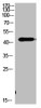 Western Blot analysis of MOUSE-BRIAN cells using Antibody diluted at 1000. Secondary antibody was diluted at 1:20000