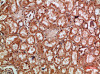 Immunohistochemical analysis of paraffin-embedded human-kidney, antibody was diluted at 1:200