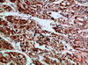 Immunohistochemical analysis of paraffin-embedded human-stomach, antibody was diluted at 1:200