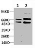 Western blot analysis of 1) Hela Cell Lysate, 2) 293t Cell Lysate using MEK2 Rabbit pAb diluted at 1:2000.