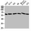 Western blot analysis of 293T Hela VEC KB mouse-kidney 3T3 lysate, antibody was diluted at 2000. Secondary antibody was diluted at 1:20000
