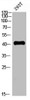 Western blot analysis of Hela lysate, antibody was diluted at 2000. Secondary antibody was diluted at 1:20000