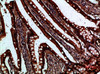 Immunohistochemical analysis of paraffin-embedded human-small-intestine, antibody was diluted at 1:200