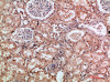 Immunohistochemical analysis of paraffin-embedded human-kidney, antibody was diluted at 1:200