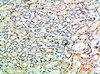 Immunohistochemical analysis of paraffin-embedded human-kidney, antibody was diluted at 1:200