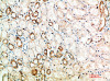 Immunohistochemical analysis of paraffin-embedded human-kidney, antibody was diluted at 1:200