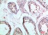 Immunohistochemical analysis of paraffin-embedded human-testis, antibody was diluted at 1:200