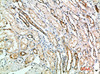 Immunohistochemical analysis of paraffin-embedded human-kidney, antibody was diluted at 1:200