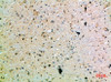 Immunohistochemical analysis of paraffin-embedded human-brain, antibody was diluted at 1:200
