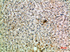 Immunohistochemical analysis of paraffin-embedded human-liver, antibody was diluted at 1:200