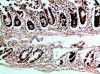 Immunohistochemical analysis of paraffin-embedded human-colon, antibody was diluted at 1:200