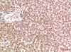 Immunohistochemical analysis of paraffin-embedded human-liver, antibody was diluted at 1:200