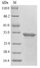 (Tris-Glycine gel) Discontinuous SDS-PAGE (reduced) with 5% enrichment gel and 15% separation gel.