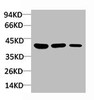 Western blot analysis of 1) C2C12 Cell Lysate, 2) PC12 Cell Lysate, 3) Hela Cell Lysate using HSP40 Rabbit pAb diluted at 1:1000.