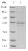 (Tris-Glycine gel) Discontinuous SDS-PAGE (reduced) with 5% enrichment gel and 15% separation gel.