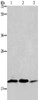 Gel: 8%SDS-PAGE, Lysate: 40 μg, Lane 1-3: 293T cells, Jurkat cells, NIH/3T3 cells, Primary antibody: CSB-PA841145 (RAP1B Antibody) at dilution 1/550 dilution, Secondary antibody: Goat anti rabbit IgG at 1/8000 dilution, Exposure time: 1 minute