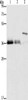 Gel: 10%SDS-PAGE, Lysate: 40 μg, Lane 1-3: K562 cells, 231 cells, SKOV3 cells, Primary antibody: CSB-PA981923 (TNFSF13B Antibody) at dilution 1/200, Secondary antibody: Goat anti rabbit IgG at 1/8000 dilution, Exposure time: 10 seconds Gel: 10%SDS-PAGE, Lysate: 40 μg, Lane 1-3: K562 cells, 231 cells, SKOV3 cells, Primary antibody: CSB-PA981923 (TNFSF13B Antibody) at dilution 1/200, Secondary antibody: Goat anti rabbit IgG at 1/8000 dilution, Exposure time: 10 seconds