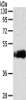 Gel: 8%SDS-PAGE, Lysate: 40 μg, , Primary antibody: CSB-PA265061 (SDCCAG3 Antibody) at dilution 1/235 dilution, Secondary antibody: Goat anti rabbit IgG at 1/8000 dilution, Exposure time: 2 minutes