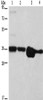 Gel: 10%SDS-PAGE, Lysate: 40 μg, Lane 1-4: Hela cells, NIH/3T3 cells, A172 cells, A431 cells, Primary antibody: CSB-PA104194 (ELAVL1 Antibody) at dilution 1/800, Secondary antibody: Goat anti rabbit IgG at 1/8000 dilution, Exposure time: 5 seconds