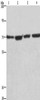 Gel: 6%SDS-PAGE, Lysate: 40 μg, Lane 1-4: HUVEC cells, NIH/3T3 cells, Hela cells, 293T cells, Primary antibody: CSB-PA024988 (KLF11 Antibody) at dilution 1/475, Secondary antibody: Goat anti rabbit IgG at 1/8000 dilution, Exposure time: 30 seconds