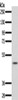 Gel: 10%SDS-PAGE, Lysate: 60 μg, Lane: K562 cells, Primary antibody: CSB-PA442649 (PDCD4 Antibody) at dilution 1/300, Secondary antibody: Goat anti rabbit IgG at 1/8000 dilution, Exposure time: 10 minutes