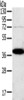 Gel: 8%SDS-PAGE, Lysate: 40 μg, Lane: A375 cells, Primary antibody: CSB-PA190682 (SPARC Antibody) at dilution 1/500, Secondary antibody: Goat anti rabbit IgG at 1/8000 dilution, Exposure time: 5 seconds