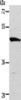 Gel: 10%SDS-PAGE, Lysate: 40 μg, Lane: Mouse brain tissue, Primary antibody: CSB-PA271275 (ACTR3B Antibody) at dilution 1/250, Secondary antibody: Goat anti rabbit IgG at 1/8000 dilution, Exposure time: 30 seconds