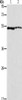 Gel: 10%SDS-PAGE, Lysate: 40 μg, Lane 1-2: A549 cells, mouse eye tissue, Primary antibody: CSB-PA272721 (ALDH3A1 Antibody) at dilution 1/750, Secondary antibody: Goat anti rabbit IgG at 1/8000 dilution, Exposure time: 10 seconds