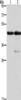 Gel: 10%SDS-PAGE, Lysate: 40 μg, Lane 1-2: Mouse heart tissue, Mouse muscle tissue, Primary antibody: CSB-PA599271 (ACTA1 Antibody) at dilution 1/275, Secondary antibody: Goat anti rabbit IgG at 1/8000 dilution, Exposure time: 10 seconds