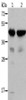 Gel: 10%SDS-PAGE, Lysate: 40 μg, Lane 1-2: Mouse muscle tissue, Mouse heart tissue, Primary antibody: CSB-PA084581 (ACTA1 Antibody) at dilution 1/500, Secondary antibody: Goat anti rabbit IgG at 1/8000 dilution, Exposure time: 20 seconds