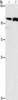 Gel: 6%SDS-PAGE, Lysate: 40 μg, Lane 1-2: Lovo cells, 231 cells, Primary antibody: CSB-PA922469 (FLT3 Antibody) at dilution 1/240, Secondary antibody: Goat anti rabbit IgG at 1/8000 dilution, Exposure time: 15 seconds