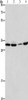 Gel: 10%SDS-PAGE, Lysate: 40 μg, Lane 1-4: 231 cells, A549 cells, hela cells, mouse brain tissue, Primary antibody: CSB-PA288653 (BMI1 Antibody) at dilution 1/300, Secondary antibody: Goat anti rabbit IgG at 1/8000 dilution, Exposure time: 1 minute