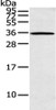 Gel: 12%SDS-PAGE, Lysate: 40 μg, Lane: K562 cell, Primary antibody: CSB-PA215341 (ASB8 Antibody) at dilution 1/200 dilution, Secondary antibody: Goat anti rabbit IgG at 1/8000 dilution, Exposure time: 30 seconds