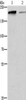 Gel: 10%SDS-PAGE, Lysate: 40 μg, Lane 1-2: 293T cells, 231 cells, Primary antibody: CSB-PA287469 (TP53BP2 Antibody) at dilution 1/375, Secondary antibody: Goat anti rabbit IgG at 1/8000 dilution, Exposure time: 20 seconds