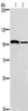 Gel: 6%SDS-PAGE, Lysate: 40 μg, Lane 1-2: NIH/3T3 cells, A172 cells, Primary antibody: CSB-PA448323 (CARD14 Antibody) at dilution 1/800, Secondary antibody: Goat anti rabbit IgG at 1/8000 dilution, Exposure time: 10 minutes