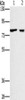 Gel: 6%SDS-PAGE, Lysate: 40 μg, Lane 1-2: 293T cells, A549 cells, Primary antibody: CSB-PA590757 (CASC3 Antibody) at dilution 1/400, Secondary antibody: Goat anti rabbit IgG at 1/8000 dilution, Exposure time: 10 seconds
