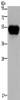 Gel: 10%SDS-PAGE, Lysate: 40 μg, Lane: Hela cells, Primary antibody: CSB-PA787597 (CD160 Antibody) at dilution 1/250, Secondary antibody: Goat anti rabbit IgG at 1/8000 dilution, Exposure time: 40 seconds