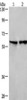 Gel: 8%SDS-PAGE, Lysate: 40 μg, Lane 1-2: Lovo cells, mouse lung tissue, Primary antibody: CSB-PA184322 (CD244 Antibody) at dilution 1/526, Secondary antibody: Goat anti rabbit IgG at 1/8000 dilution, Exposure time: 1 minute