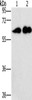 Gel: 10%SDS-PAGE, Lysate: 40 μg, Lane 1-2: Raji cells, lovo cells, Primary antibody: CSB-PA123791 (CD27 Antibody) at dilution 1/701, Secondary antibody: Goat anti rabbit IgG at 1/8000 dilution, Exposure time: 1 minute