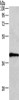 Gel: 8%SDS-PAGE, Lysate: 40 μg, Lane: A549 cells, Primary antibody: CSB-PA796998 (WNT3A Antibody) at dilution 1/400, Secondary antibody: Goat anti rabbit IgG at 1/8000 dilution, Exposure time: 2 minutes