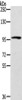 Gel: 6%SDS-PAGE, Lysate: 40 μg, , Primary antibody: CSB-PA160915 (ECE2 Antibody) at dilution 1/300 dilution, Secondary antibody: Goat anti rabbit IgG at 1/8000 dilution, Exposure time: 3 minutes