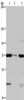 Gel: 6%SDS-PAGE, Lysate: 40 μg, Lane 1-3: LoVo cells, human testis tissue, A549 cells, Primary antibody: CSB-PA277783 (FAAH Antibody) at dilution 1/400, Secondary antibody: Goat anti rabbit IgG at 1/8000 dilution, Exposure time: 2 minutes