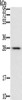 Gel: 12%SDS-PAGE, Lysate: 40 μg, Lane: Mouse liver tissue, Primary antibody: CSB-PA290518 (FAM89B Antibody) at dilution 1/400, Secondary antibody: Goat anti rabbit IgG at 1/8000 dilution, Exposure time: 10 seconds