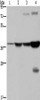 Gel: 8%SDS-PAGE, Lysate: 40 μg, Lane 1-4: Mouse stomach tissue, human fetal liver tissue, MCF7 cells, mouse liver tissue tissue, Primary antibody: CSB-PA056820 (FBP1 Antibody) at dilution 1/550, Secondary antibody: Goat anti rabbit IgG at 1/8000 dilution, Exposure time: 10 seconds