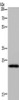 Gel: 10%SDS-PAGE, Lysate: 40 μg, Lane: Mouse liver tissue, Primary antibody: CSB-PA043641 (PAEP Antibody) at dilution 1/300, Secondary antibody: Goat anti rabbit IgG at 1/8000 dilution, Exposure time: 5 minutes