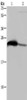 Gel: 10%SDS-PAGE, Lysate: 40 μg, Lane 1-2: Human testis tissue, HepG2 cells, Primary antibody: CSB-PA476221 (GSTA3 Antibody) at dilution 1/250, Secondary antibody: Goat anti rabbit IgG at 1/8000 dilution, Exposure time: 10 seconds