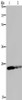 Gel: 8%SDS-PAGE, Lysate: 40 μg, Lane 1-2: HT29 cells, human fetal brain tissue, Primary antibody: CSB-PA584245 (GSTP1 Antibody) at dilution 1/350, Secondary antibody: Goat anti rabbit IgG at 1/8000 dilution, Exposure time: 10 seconds